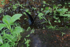 Tabanan