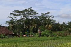 Ubud